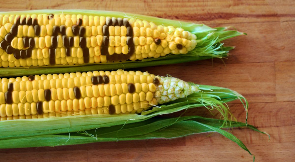 W 2015 r. PIS znalazła GMO w 6 próbkach żywności; fot. Shutterstock GMO w żywności nie ma?