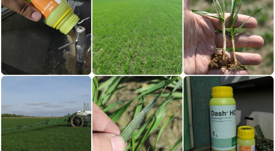Zapraszamy do odwiedzania naszego bloga uprawowego Doświadczenia polowe u farmera z „Farmerem”