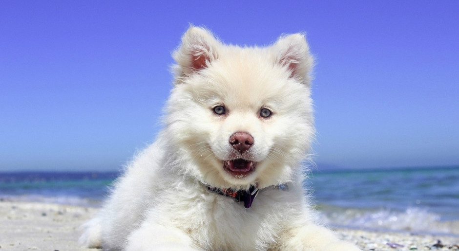 W tym roku wydano w Yulin zakaz sprzedaży mięsa z psów i kotów oraz potraw z nich w restauracjach, stoiskach ulicznych i na bazarach (Fot.pixabay.com) Chiny: Protesty przeciw festiwalowi psiego mięsa odniosły skutek