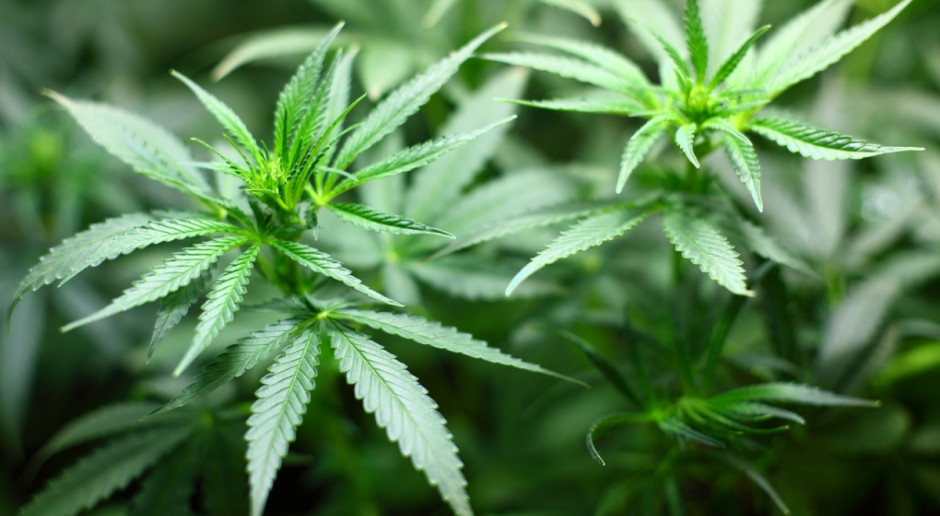 Jako pierwszy kraj w świecie Urugwaj pod pewnymi warunkami legalizuje zakupy i uprawę marihuany dla swoich obywateli (Fot.pixabay.com) Urugwaj legalizuje zakupy i uprawę marihuany
