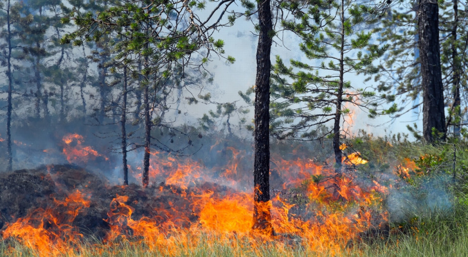 95 proc. pożarów lasów powstaje z winy człowieka. Fot. Shutterstock PSP: Już ponad 1000 pożarów lasów od początku roku