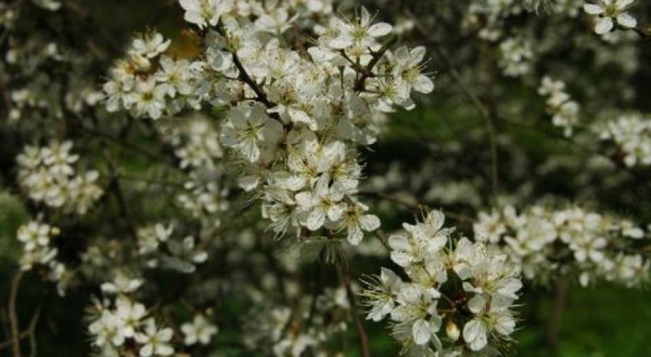 Fot. www.umcs.pl Nocne rozmowy o gwarowych nazwach roślin w lubelskim Ogrodzie Botanicznym