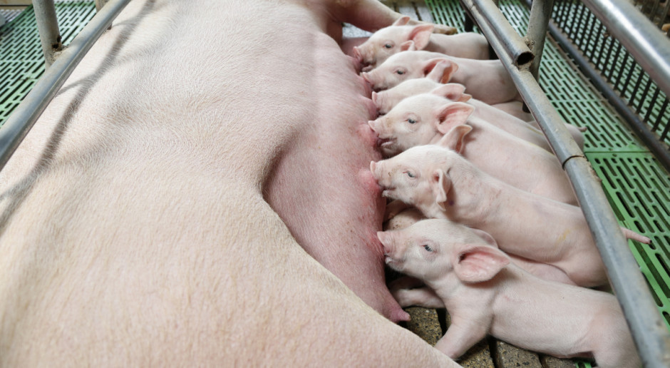 W ostatnim roku pogłowie świń wzrosło o ponad milion sztuk; Fot. Shutterstock Pogłowie świń odbija się od dna?