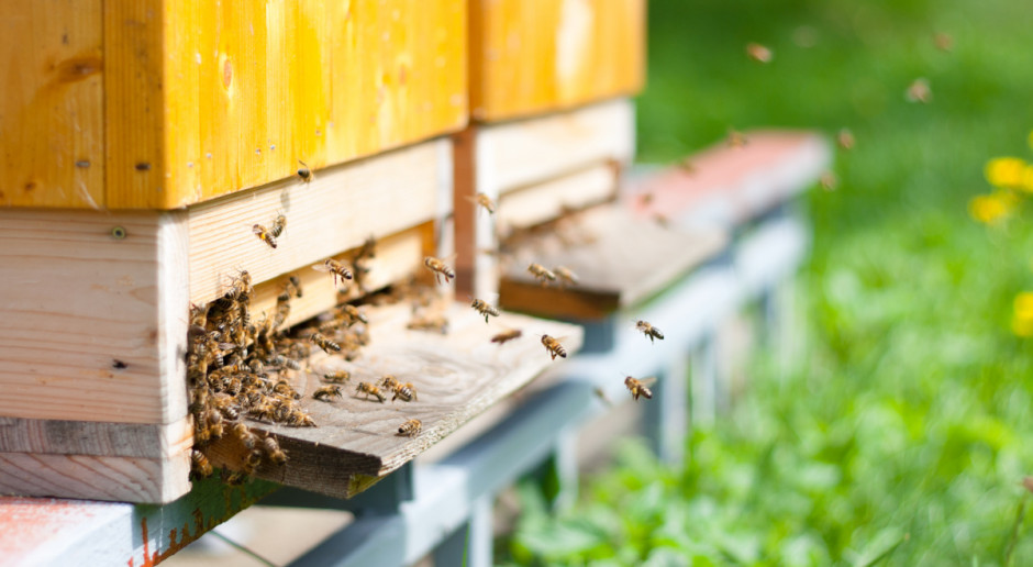 Fot. Shutterstock Pszczoły są tak cenne, że kradzione są całe ule! Hodowcy mają jednak nowy sposób na złodziei