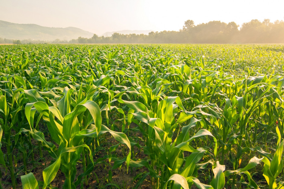 Czy system ubezpieczeń rolniczych powinien być powszechny i obowiązkowy? fot. Shutterstock