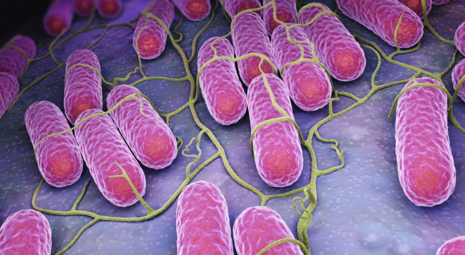 Według danych GUS w 2015 r. zanieczyszczenia salmonellozą wykrywano najczęściej w drobiu, podrobach i produktach drobiarskich, jajach i ich przetworach; Fot. Shutterstock Rzeczpospolita: Nagły i wysoki wzrost zachorowań na salmonellozę w Polsce