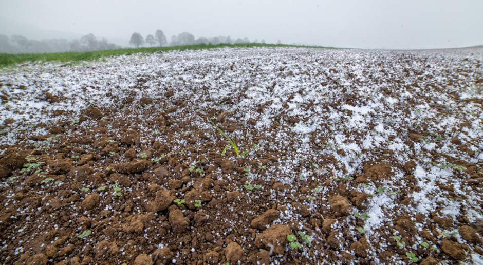 Szacunki dotyczą strat w uprawach rolnych spowodowanych przez klęski żywiołowe, m.in. przez wiosenne przymrozki czy podtopienia; Fot. Shutterstock MRiRW: Straty klęskowe w rolnictwie już oszacowano na blisko 46 mln zł