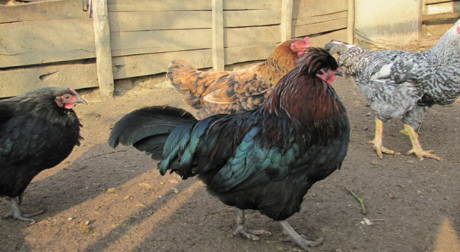 W Egipcie i Rosji pojawiły się kolejne ogniska ptasiej grypy H5N8; Fot.pixabay.com Ptasia grypa w Egipcie i Rosji