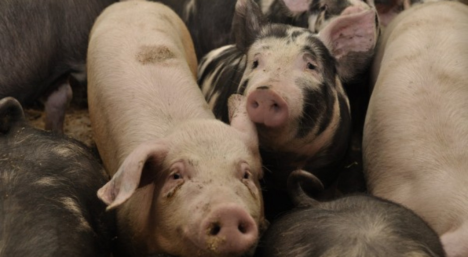 Ceny skupu tuczników utrzymują się w Niemczech na poziomie 1,80 euro/kg Fot.A.Królak Niemcy: Ceny tuczników wciąż bardzo wysokie