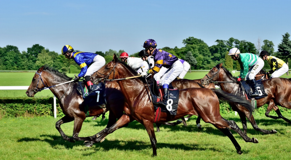 Fot. ppart / Shutterstock.com Chińczycy chcą kupować polskie konie sportowe