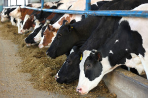Rosną ceny produktów mlecznych 