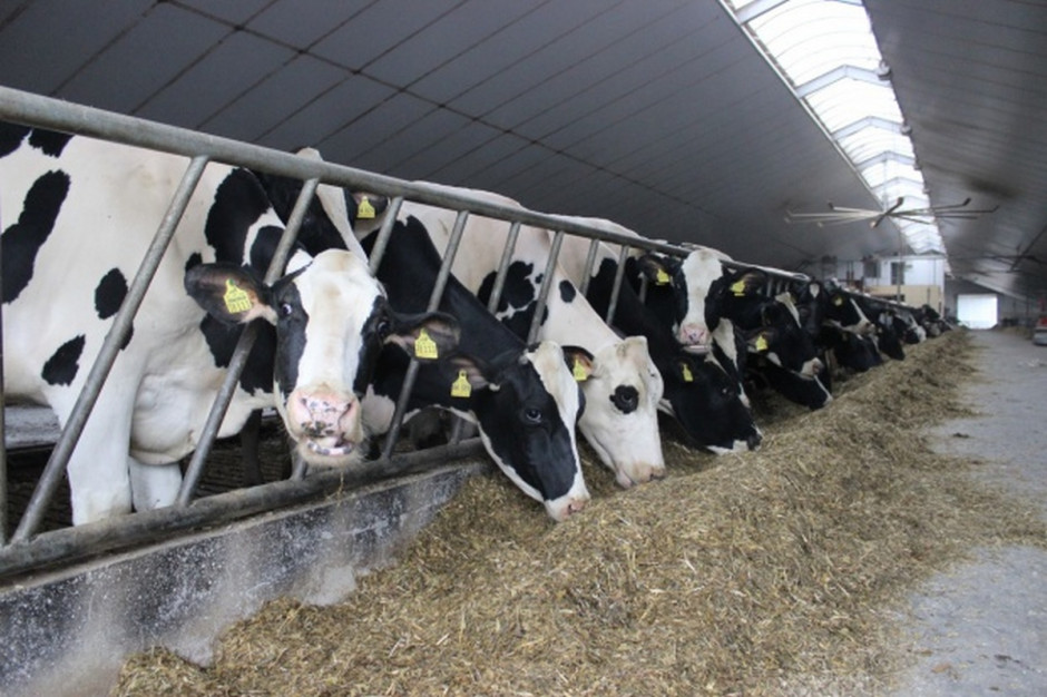 Białoruś zamierza wybudować w Egipcie farmę bydła mlecznego na tysiąc krów ; Fot. Ł.Ch