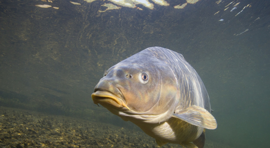 Fot. Shutterstock Hodowcy ryb: Utrata rekompensat grozi zamknięciem hodowli