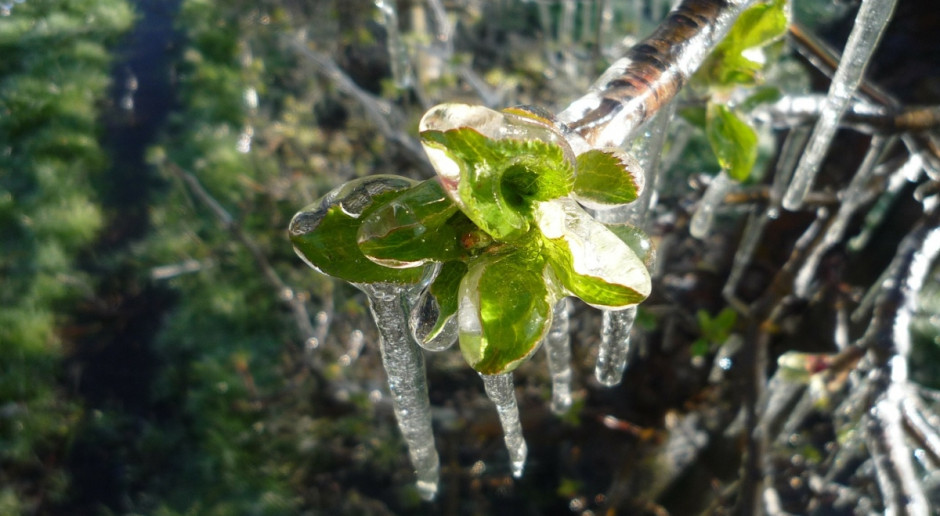 Czech: Straty mrozowe w sadach jabłoniowych określane są na 22 proc. (Fot.pixabay.com) Czechy: Straty mrozowe w sadach i ogrodach