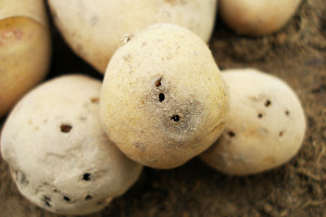Zagrożenie ziemniaka szkodnikami