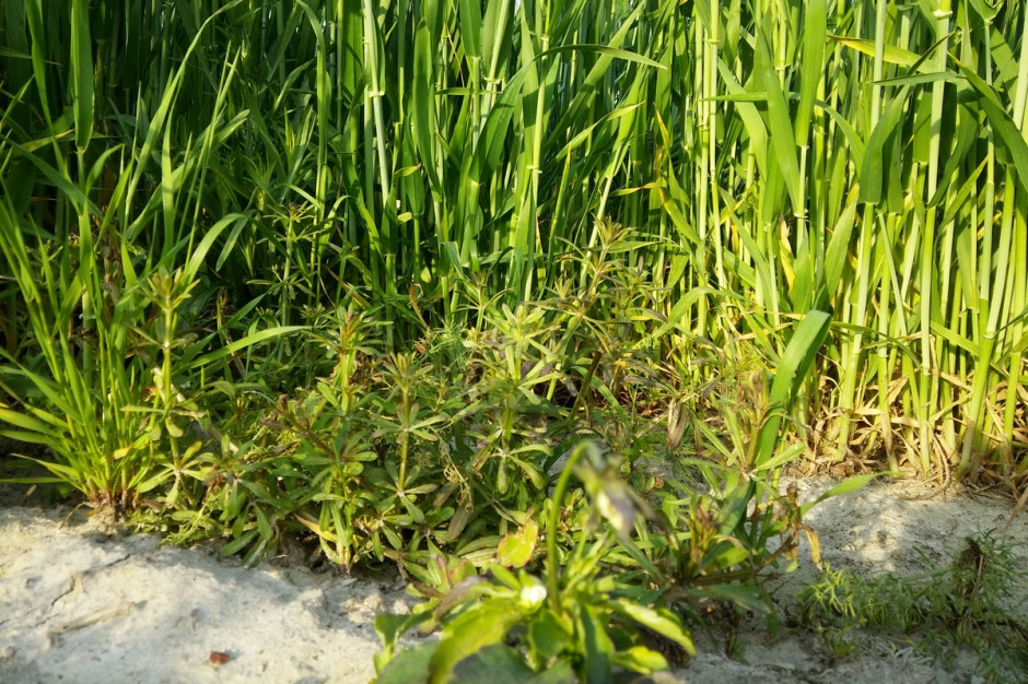 Na plantacji jęczmienia ozimego chwasty mimo późnych faz rozwojowych wyraźnie pożółkły i nie zamierzają już dalej rosnąć