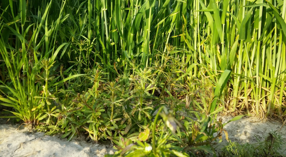 Na plantacji jęczmienia ozimego chwasty mimo późnych faz rozwojowych wyraźnie pożółkły i nie zamierzają już dalej rosnąć Nierówna walka z chwastami