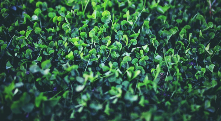 Polscy rolnicy w ramach zazielenienia preferują uprawę bobowatych (Fot.pixabay.com) UE: Powierzchnia zazielenienia znacznie powyżej normy