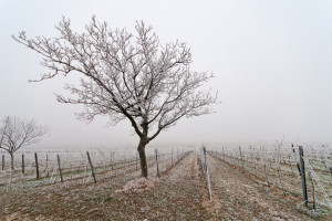 Podkarpackie: Zimowe i wiosenne ataki mrozu spowodowały szkody w winnicach