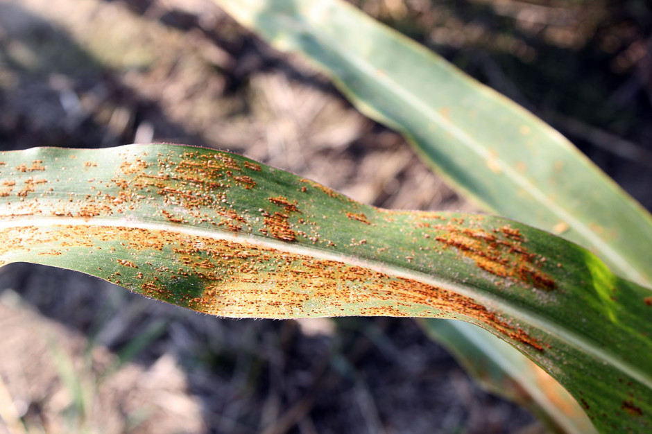 Rdza kukurydzy może silnie redukować powierzchnię asymilacyjną liści