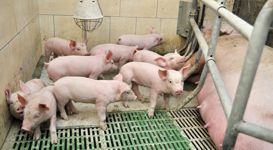 Coraz częściej w stadach pojawiają się problemy z wykarmieniem prosiąt. W tej sytuacji ratunkiem są preparaty mlekozastępcze Zastąpić mleko lochy