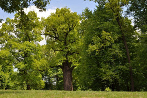 Internauci wybierają polskie „Drzewo Roku”