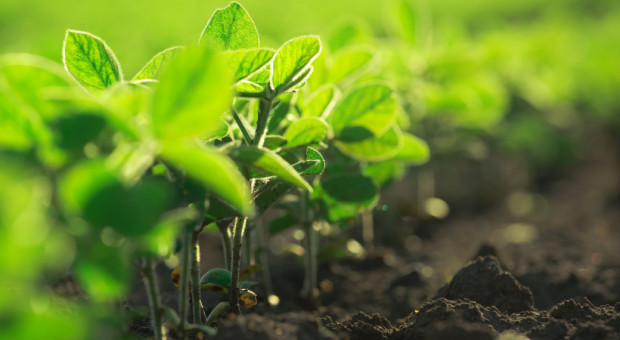 Senat zaproponował poprawki do ustawy o ochronie prawnej odmian roślin