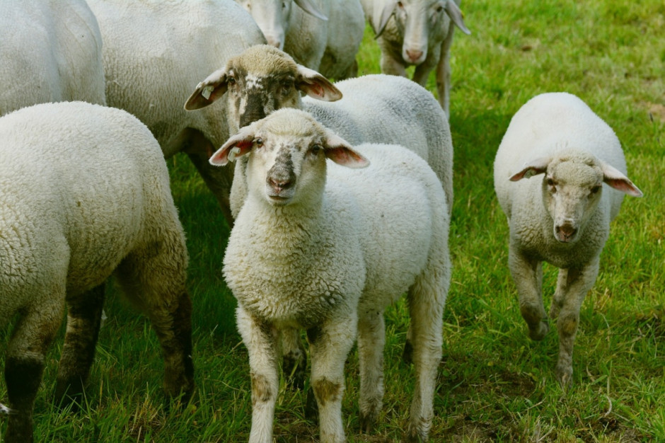 Nowo wybrana przewodnicząca grupy roboczej „Owce” Copa i Cogeca Michèle Boudoin będzie pracować nad nową strategiczną wizją dla sektora, by zapewnić jego rentowność w przyszłości (Fot.pixabay.com)