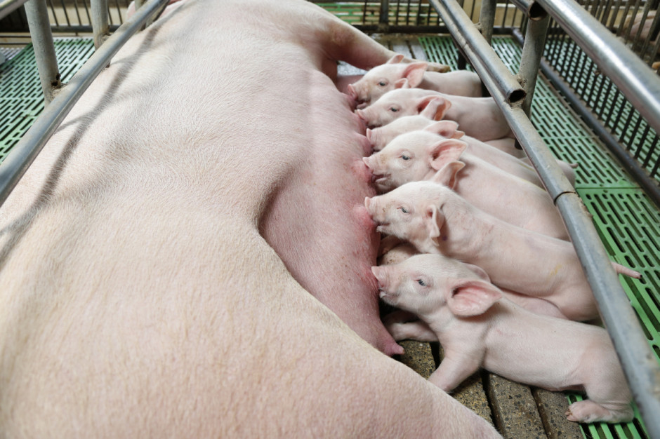 Wysokie temperatury panujące na porodówkach obniżają mleczność loch; Fot. Shutterstock