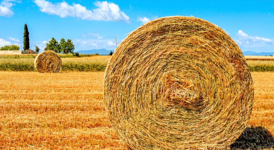W regionie Castilla y León, gdzie znajduje się połowa krajowych upraw, a także w Extremadurze, Castilla - La Mancha, Aragonii i Navarra poziom strat szacuje się między 30 proc. a 50 proc.; Fot. Shutterstock Na południu Hiszpanii zaczęły się żniwa: straty sięgają nawet 80 proc.