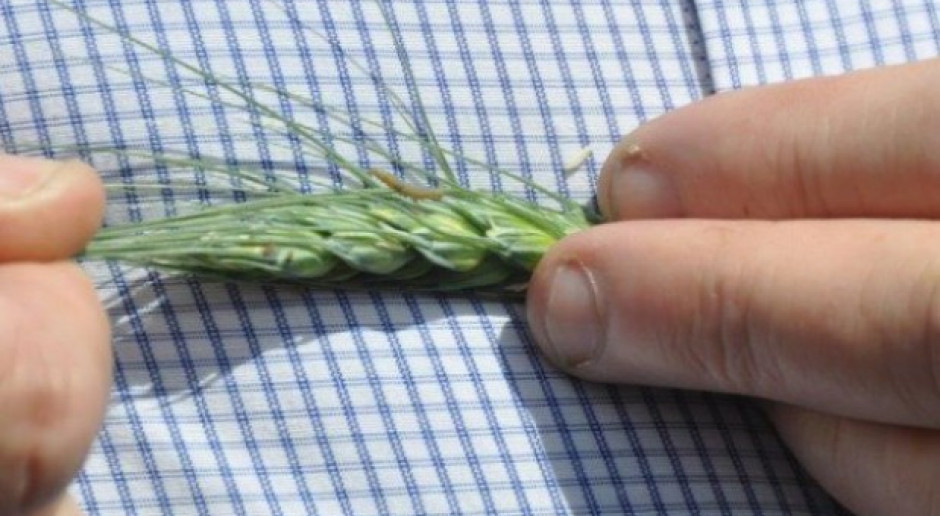 Gąsienica zwójki; Fot. farmer.pl Gąsienice zwójki pustoszą kłosy