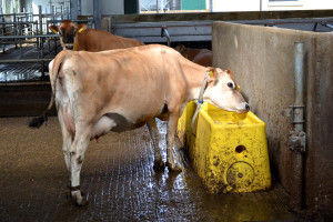 Letnie kwasice u krów mlecznych