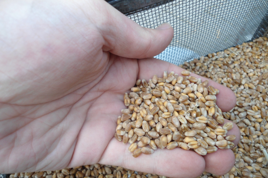 Aktualnie maksymalna cena za pszenicę konsumpcyjną cechująca się lepszymi parametrami jakościowymi w porównaniu do paszowej wynosi 730zł; Fot. J.Groszyk 