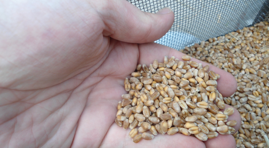 Aktualnie maksymalna cena za pszenicę konsumpcyjną cechująca się lepszymi parametrami jakościowymi w porównaniu do paszowej wynosi 730zł; Fot. J.Groszyk Zboża w górę