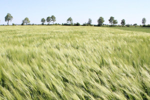IUNG: W Polsce obecnie nie ma suszy rolniczej