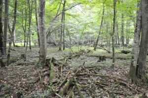 Puszcza Białowieska: Ekolodzy chcą, by specjaliści ocenili wycinkę drzew