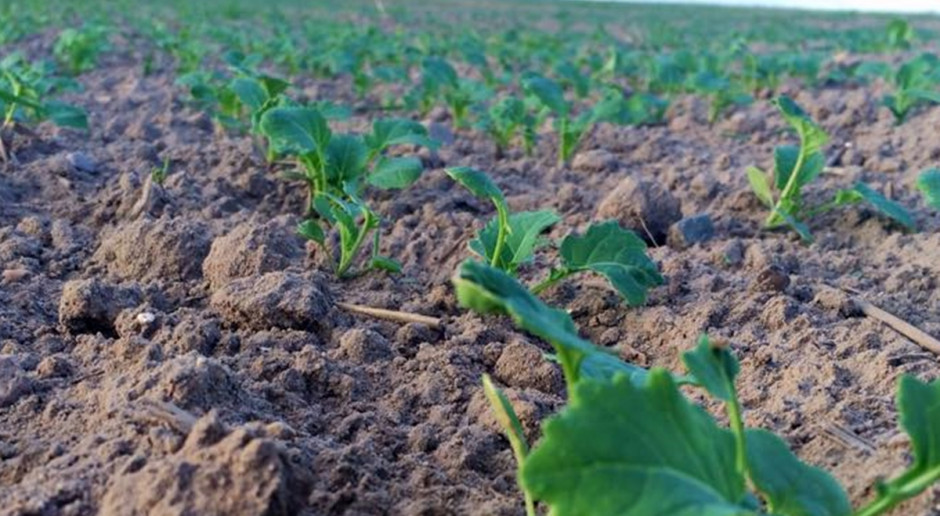 Nowe zestawy opracowane przez BASF będą dostępne już w tym sezonie; Fot. Anna Kobus Nowości w palecie herbicydów rzepaczanych od BASF