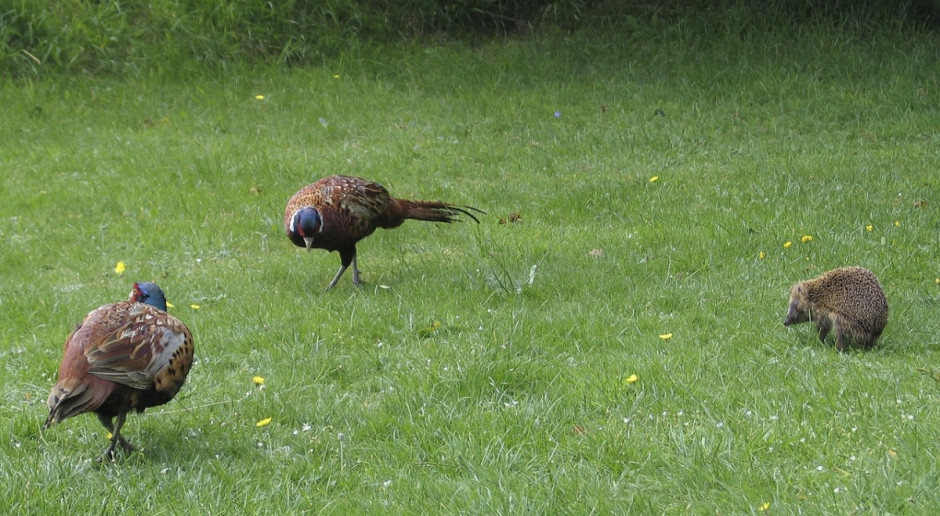 W Belgii na ptasią grypę zachorowały bażanty i przepiórki (Fot.pixabay.com) Ptasia grypa H5N8 w Europie i w Południowej Korei