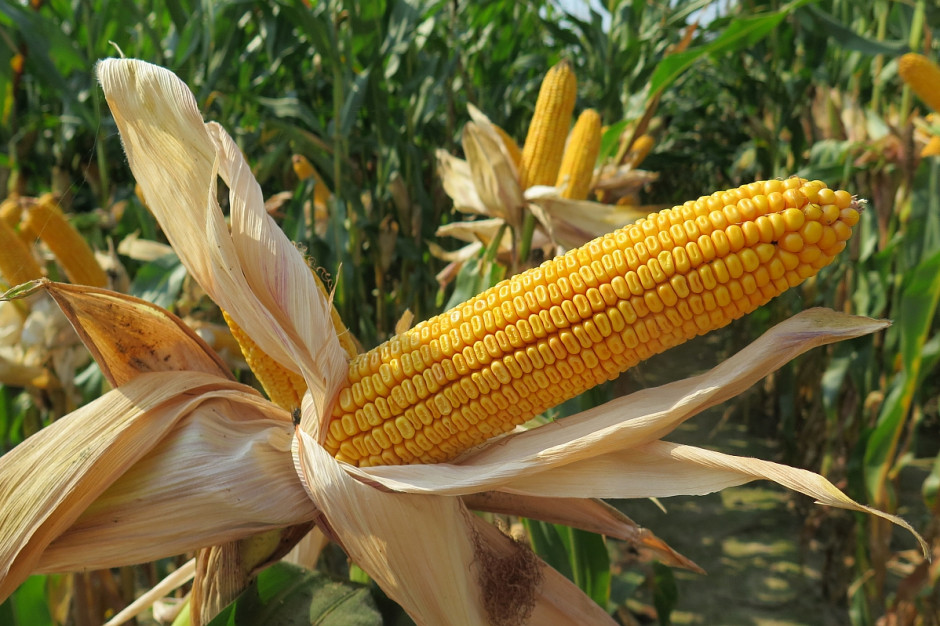 Średnia cena kukurydzy suchej w przykładowych punktach skupu na terenie kraju wynosi 668,75 zł zaś maksymalna 740zł; Fot. J.Groszyk 