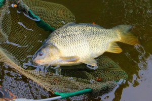 Łódź: Wyrok ws. znęcania się nad karpiami