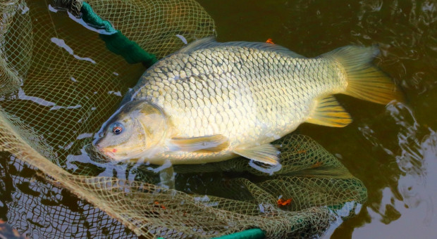 Niemczuk: Zmienię wytyczne dot. przenoszenia żywych ryb w zależności od opinii naukowców