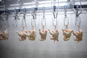 Francja: Spadek produkcji drobiu z powodu ptasiej grypy