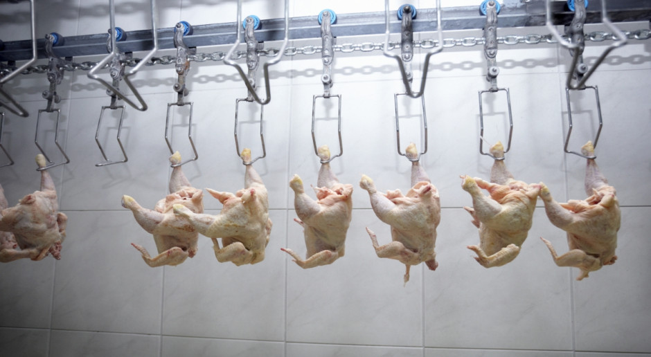 We Francji w czasie pierwszego kwartału br. wyprodukowano z powodu ptasiej grypy mniej drobiu niż rok wcześniej (Fot Fotolia) Francja: Spadek produkcji drobiu z powodu ptasiej grypy