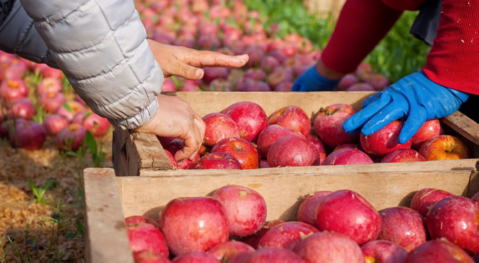 Fot. Shutterstock Ekspert: Będzie trudniej o pracowników sezonowych