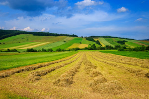 Polska nie miała polityki agrarnej