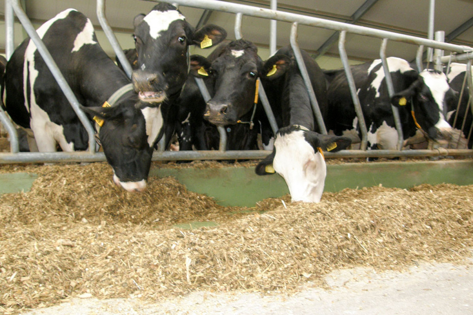 Dla jednej krowy należy przewidzieć nie mniej niż 0,6 m bieżącego dostępu do paszy