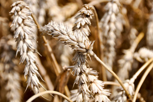 Czy czerń zbóż to poważne zagrożenie?