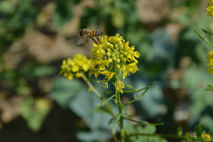 KZPRiRB: Razem chrońmy rzepak i pszczoły - list do Greenpeace