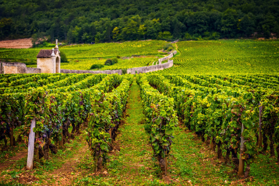 W nauce dominuje przekonanie, że winorośl (Vitis vinifera) udomowiono w zachodniej Azji i stamtąd mają pochodzić wszystkie odmiany, fot. Shutterstock