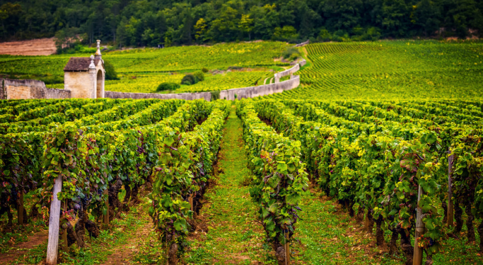 Burgundia - jeden z najbardziej znanych regionów winiarskich świata; Fot. Shutterstock Francja: Targi wina Vinexpo – wielkie wina i wielkie pieniądze